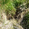 Plants: image 5 Of 42 Thumb